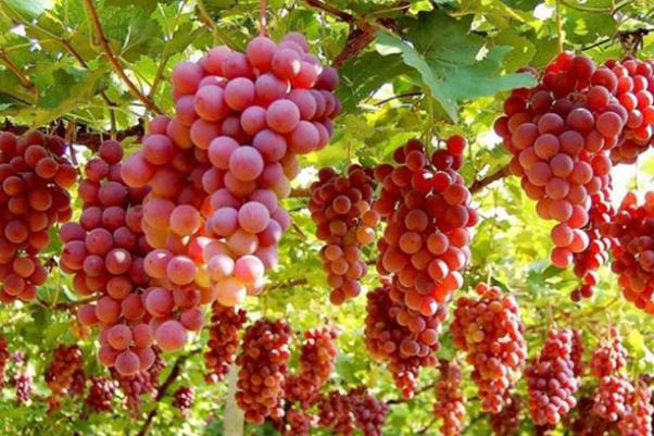 红提可以放多久(无籽红提可以放多久)