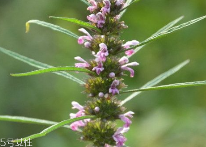 益母草颗粒多少钱(益母草价格多少钱一斤) 益母草颗粒多少钱(益母草价格多少钱一斤)