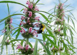 益母草的副作用是不孕吗(益母草有副作用没有)