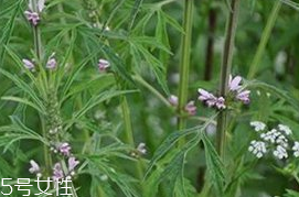 过敏需要注意什么(过敏需要注意些什么)