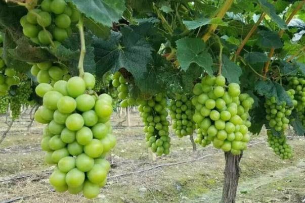 吃青提对孕妇有什么好处(吃青提对孕妇有什么好处)