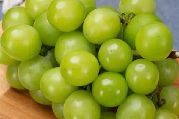 青提葡萄几月份成熟(青提葡萄几月份成熟)