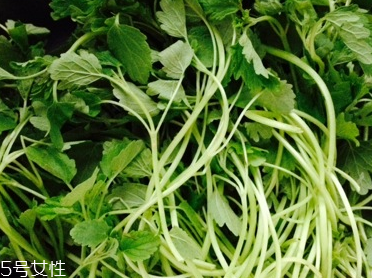 益母草的用法用量(益母草的用法用量)