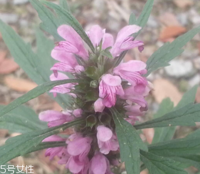 益母草的禁忌人群(益母草的禁忌人群)