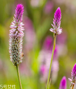 益母草的价格(益母草的价格多少钱一盒)