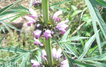 食用益母草的注意事项(服用益母草忌什么食物)