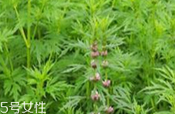 新生化颗粒(新生化颗粒的作用和功效)