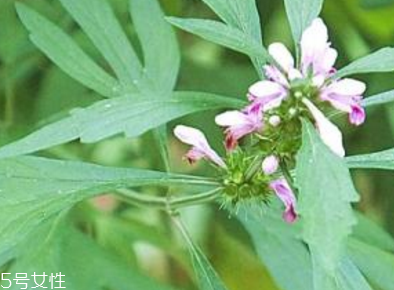 经期产生大量流血(经期流血过多)