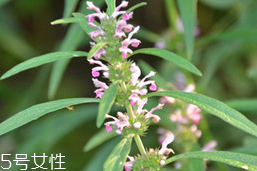 益母草对贫血有帮助吗(贫血吃益母草有什么后果)