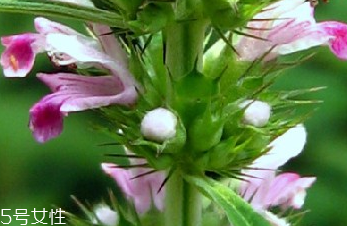 益母草的药材性状(益母草的药材性状)