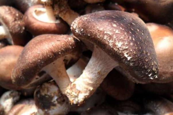 香菇怎么选(香菇怎么选才好) 香菇怎么选(香菇怎么选才好)