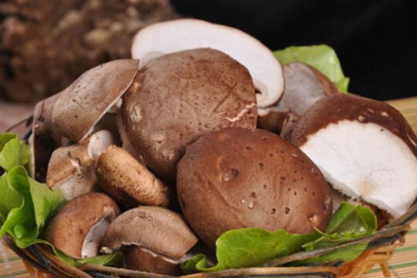 吃香菇会胖吗(香菇吃了对胃好不好呀)