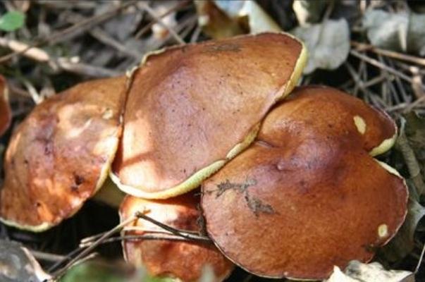 食用松蘑要注意什么(松蘑的禁忌) 食用松蘑要注意什么(松蘑的禁忌)