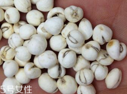 乳期咳嗽吃川贝的做法(哺乳期咳嗽可以吃川贝吗)