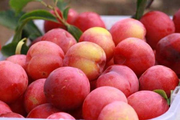 高血压能不能吃李子(高血压能不能吃李子?)