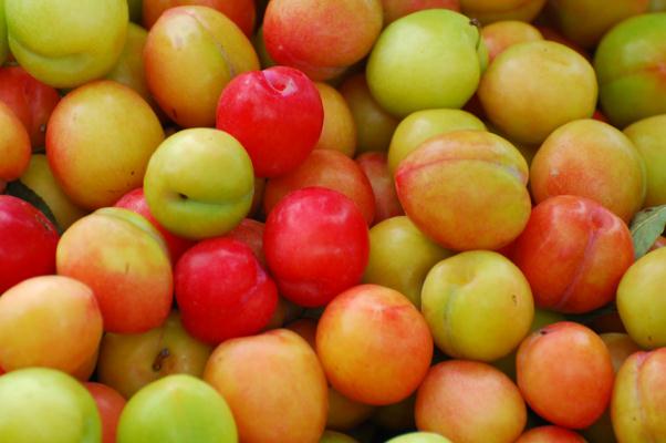 吃李子拉肚子是怎么回事(吃李子牙疼怎么回事) 吃李子拉肚子是怎么回事(吃李子牙疼怎么回事)