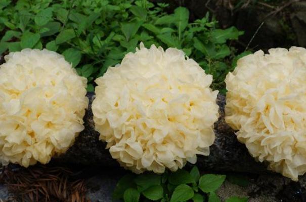 银耳孕妇怎么吃有营养(银耳孕妇怎么吃有营养)