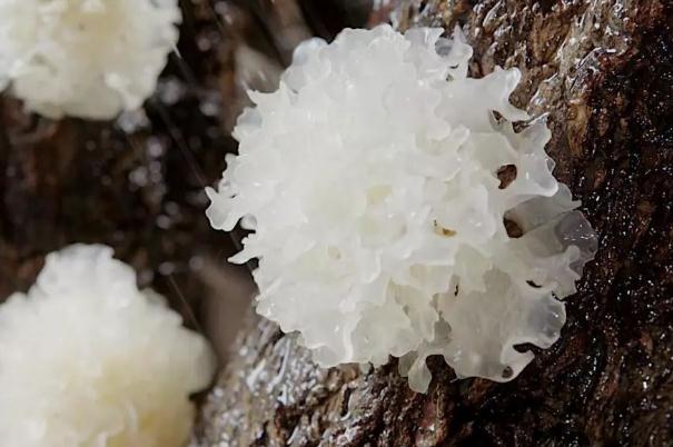 银耳会长胖不(银耳发胖不) 银耳会长胖不(银耳发胖不)