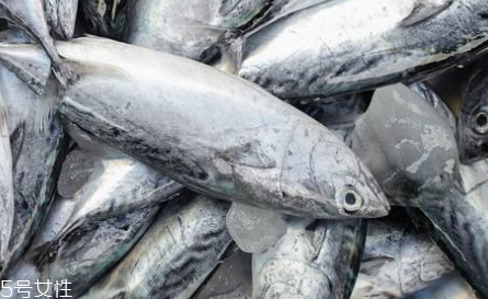 鲅鱼能人工养殖吗(鲅鱼可以养殖吗)