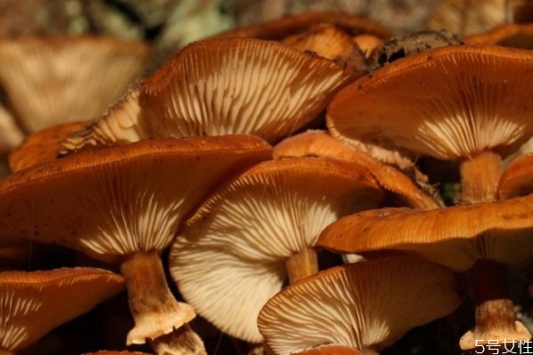 松蘑能给老人吃吗(松蘑什么人不能吃)