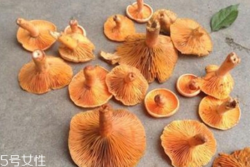 松蘑怎么挑选(松蘑怎么挑选)