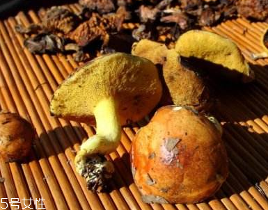 松蘑怎么干制(松蘑怎么做)