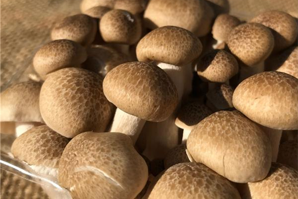 蟹味菇怎么看坏没坏(蟹味菇怎么看坏没坏)