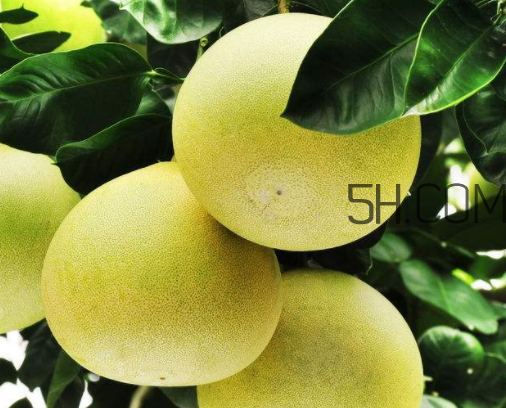 文旦是什么水果(玉环文旦是什么水果)