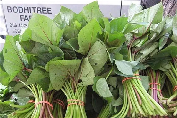 红薯藤有什么营养价值(红薯藤有什么营养价值)