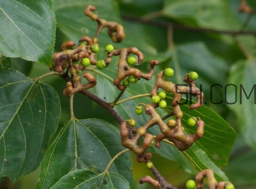 婴儿能吃万寿果吗(孕妇可以吃万寿果吗)