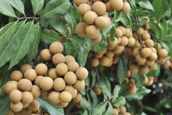 龙眼是什么季节的水果(龙眼是什么水果) 龙眼是什么季节的水果(龙眼是什么水果)