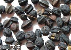 刺五加什么时候采摘(刺五加什么时候采摘药用)