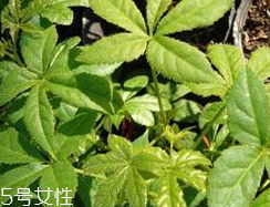 刺五加能给老人吃吗(刺五加可以常吃吗)
