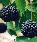 刺五加片怎么样(刺五加片怎么样才能治疗失眠)