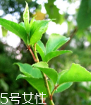 刺五加能放冰箱吗(冷冻的刺五加还能吃吗)