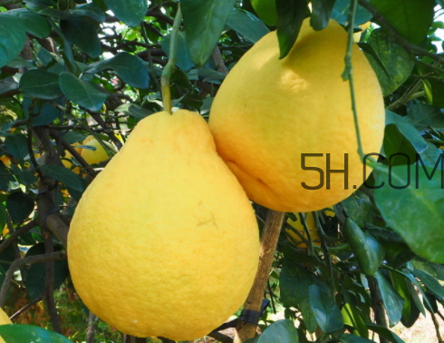 沙田柚不能和什么一起吃(沙田柚不能和什么一起吃)