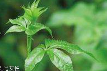 刺五加的别称(刺五加的别称)