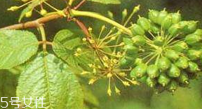 刺五加的味道(刺五加的味道和什么像)