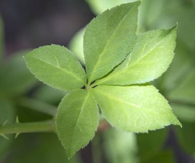 刺五加的使用方法(刺五加如何使用)