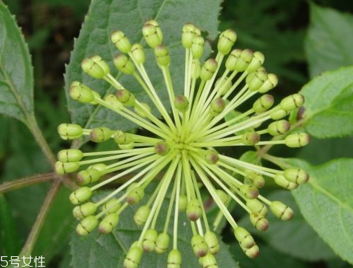 刺五加能和红枣一起吃吗(刺五加和大枣一起喝吗)