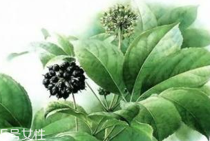 刺五加能泡酒吗(刺五加能泡酒吗)