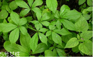 刺五加能治抑郁症吗(刺五加能治抑郁症吗)