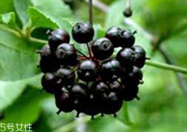 刺五加的生长环境(刺五加的生长环境)