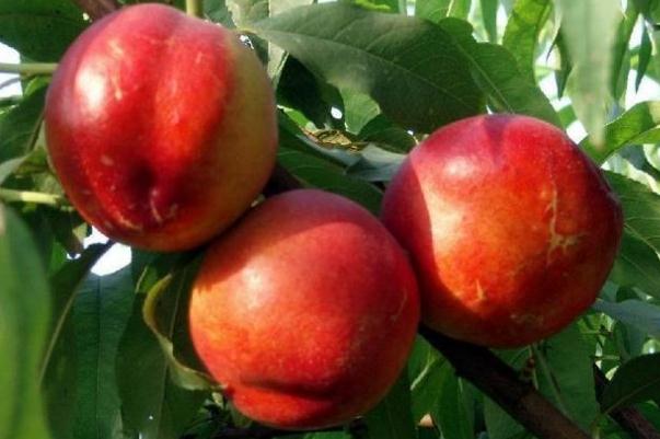 吃油桃过敏了怎么办(吃油桃过敏了怎么办)