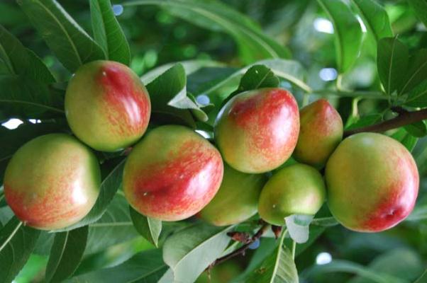 油桃可以蒸熟吃吗(油桃可以蒸熟吃吗) 油桃可以蒸熟吃吗(油桃可以蒸熟吃吗)