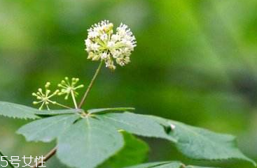 鸡蛋的功效(鸡蛋的功效和作用)