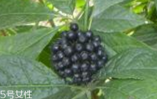 刺五加颗粒(刺五加颗粒功效和作用)