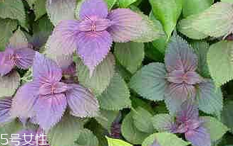 紫苏叶能放冰箱吗(紫苏叶可以冷冻保存吗)