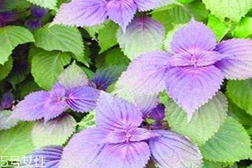 皮肤溃烂能敷紫苏叶吗(怎样用紫苏叶治疗皮肤过敏)