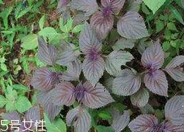 紫苏叶经常泡脚的好处(用紫苏叶泡脚有什么好处)